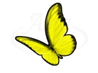 Бабочка 105